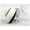 Image 7 : Collection of Glass and Shell Hermit Crabs