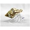 Image 8 : Collection of Glass and Shell Hermit Crabs