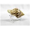 Image 9 : Collection of Glass and Shell Hermit Crabs