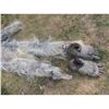 Image 3 : BIG FOOT YETI ABOMINABLE SNOWMAN SASQUACH CREATURE COMPLETE COSTUME