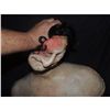 Image 2 : SIX FEET UNDER SMASHABLE HEAD AND BUST RIG STILL WORKS