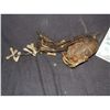 Image 1 : PIRATES OF THE CARIBBEAN DEAD MAN'S CHEST SCREEN USED SHRUNKEN HEAD 1 FROM CANNIBAL ISLAND