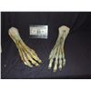 Image 1 : ALIEN CREATURE MATCHED PAIR OF ARMATURED ARMS 1
