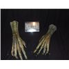 Image 1 : ALIEN CREATURE MATCHED PAIR OF ARMATURED ARMS 2