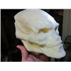 Image 1 : ALIEN RESURRECTION NEWBORN HEAD ORIGINAL CASTING