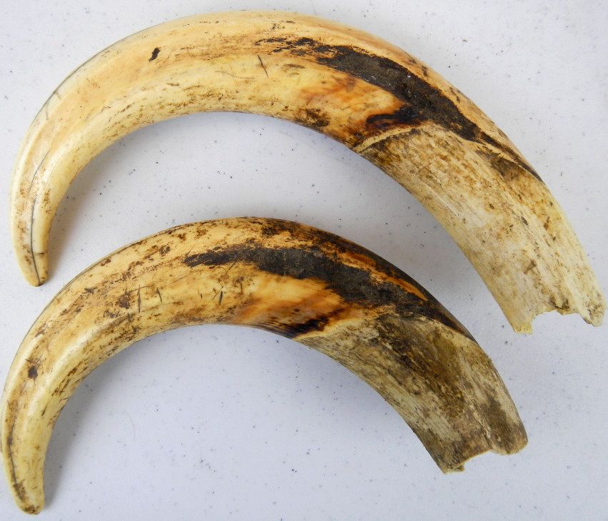 Wild Boar Tusks wild-boar-tusks