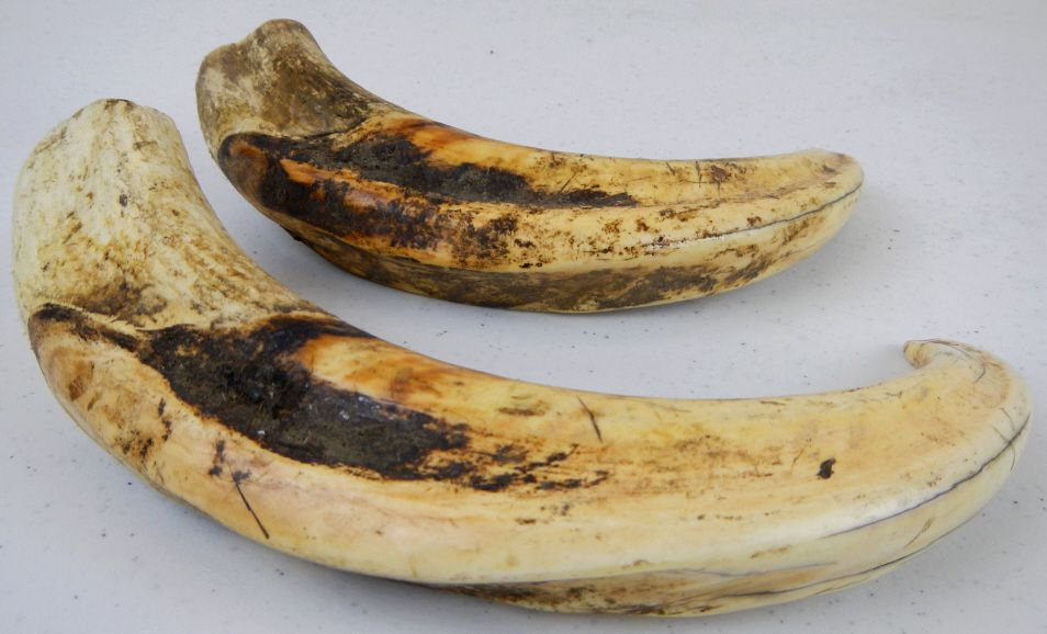Wild Boar Tusks