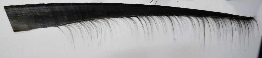 Whale Baleen 10ft