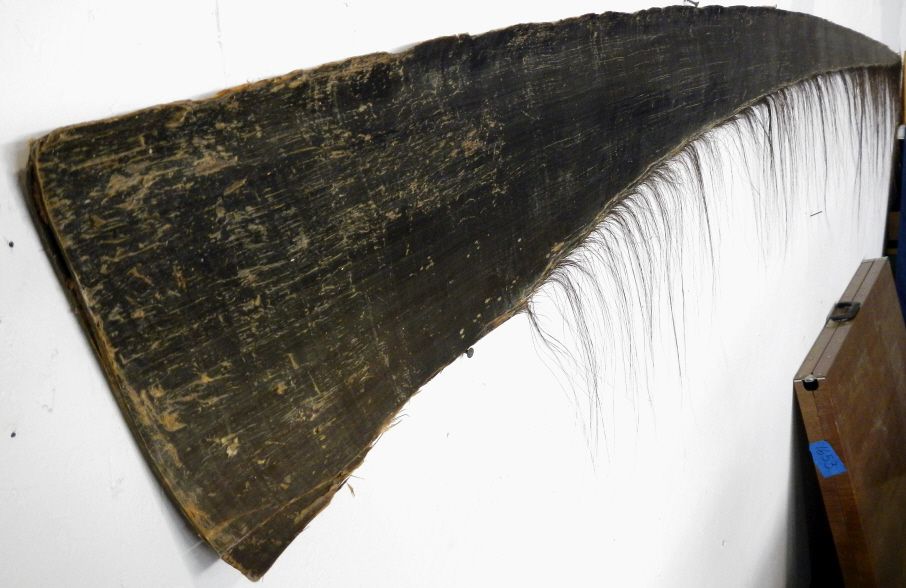 Whale Baleen 10ft