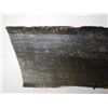 Image 5 : Whale Baleen 10ft