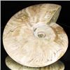 Image 1 : 2090ct Scarce Large Opalized Ammonite Fully Intact Prehistoric (MIN-001348)