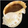 Image 2 : Handcarved Gastropod Shell (SHL-000157)