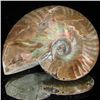 Image 1 : 165ct Opalized Ammonite (MIN-002117)