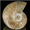 Image 2 : 165ct Opalized Ammonite (MIN-002117)