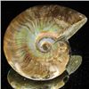 Image 2 : 195ct Opalized Ammonite (MIN-002108)