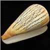 Image 2 : Scarce Collectible Conus Suratensis Shell (SHL-000058)