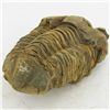 Image 2 : 181gm Tribolite Fossil (MIN-002028)