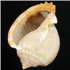 Image 2 : Handcarved Gastropod Shell (SHL-000154)