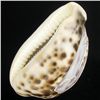 Image 2 : Handcarved Cowry Shell (SHL-000123)
