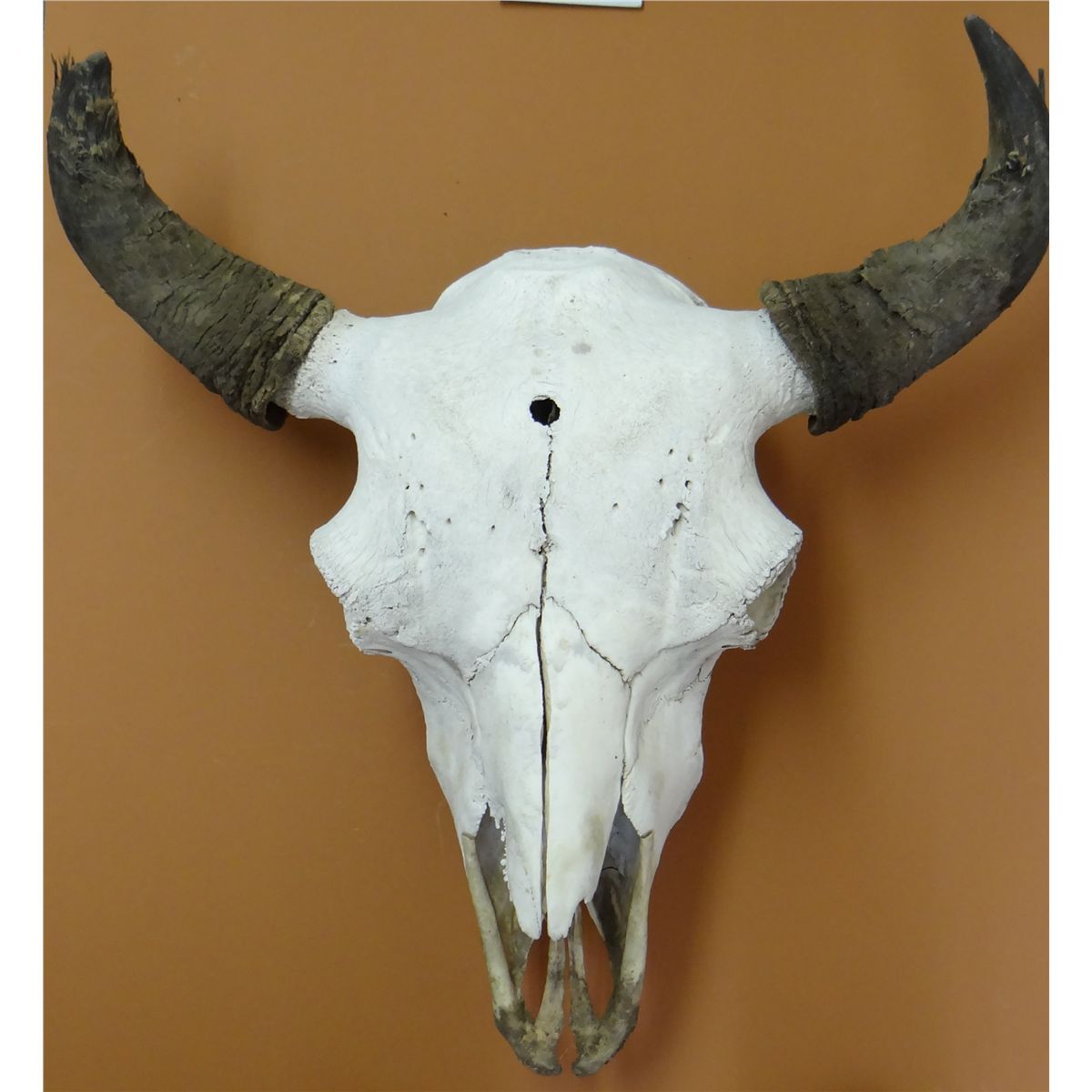 Bull buffalo skull