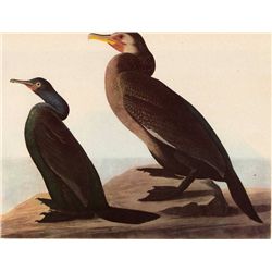 AUDUBON "CORMORANTS" - 1937 LITHOGRAPH