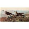 Image 1 : AUDUBON "RED-BACKED SANDPIPER" - 1937 LITHOGRAPH