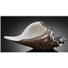 Image 1 : ART GLASS CONCH SHELL