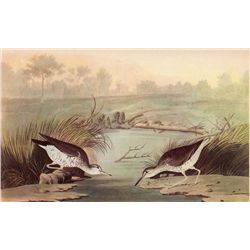 AUDUBON "SPOTTED SANDPIPER" - 1937 LITHOGRAPH
