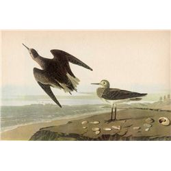 AUDUBON "WHITE RUMPED SANDPIPER" - 1937 LITHOGRAPH