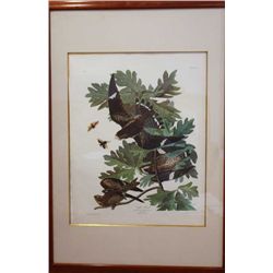 JOHN JAMES AUDUBON "NIGHT HAWK 1971"