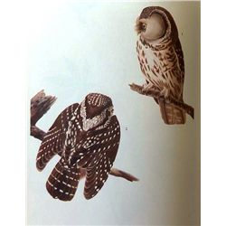 AUDUBON  RICHARDSON'S OWL  - 1937 LITHOGRAPH