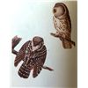 Image 1 : AUDUBON "RICHARDSON'S OWL" - 1937 LITHOGRAPH