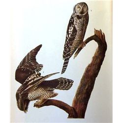 AUDUBON  HAWK OWL  - 1937 LITHOGRAPH