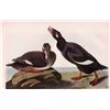 Image 1 : AUDUBON "WHITE WINGED SCOTER" - 1937 LITHOGRAPH