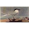 Image 1 : AUDUBON "CABOT'S TERN" - 1937 LITHOGRAPH