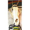 Image 5 : Native American Coyote Stick