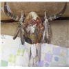 Image 1 : Native American Hand Painted Skull