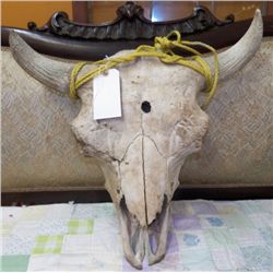 Real Buffalo Skull