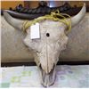 Image 1 : Real Buffalo Skull