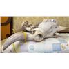Image 2 : Real Buffalo Skull