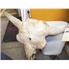 Image 4 : Real Buffalo Skull