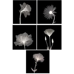 5) X-ray Photo Prints- Sunburst Petals Veiled Blossom