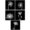 Image 1 : 5) X-ray Photo Prints- Sunburst Petals Veiled Blossom