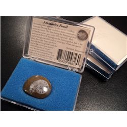 THREE SMALL AMMONITE FOSSILS IN DISPLAY BOX