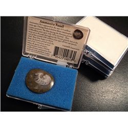 THREE SMALL AMMONITE FOSSILS IN DISPLAY BOX