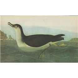 John James Audubon Circa 1946 MANX SHEARWATER