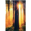 Image 1 : Sunshine at forest