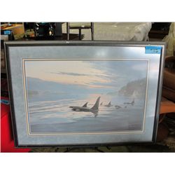 Framed orca on BC coast print by smith