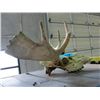 Image 1 : Sunbleached moose skull and antlers
