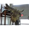 Image 1 : Sun bleached bull skull